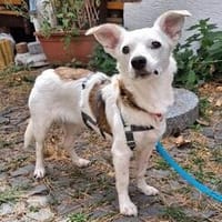 Aviva ist eine so süße + liebe Hündin!, Hündin zur Adoption