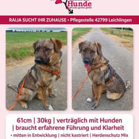 Die liebe 💕Raija 💕sucht ihre Menschen, Hündin zur Adoption