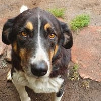 Cody sucht seine Familie, Hund zur Adoption