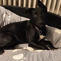 Velma, süßer Welpe sucht neues Zuhause, Hündin zur Adoption