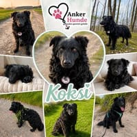 Koksi sucht seine Menschen🐾, Hund zur Adoption