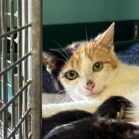 MIMOSA, chatte à adopter