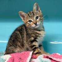 PANTOUFLE, chat à adopter