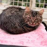 Vine CAB6123, chat à adopter