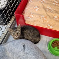 AUREOLE, chatte à adopter