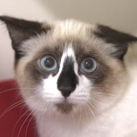 Bruxelles, chat à adopter