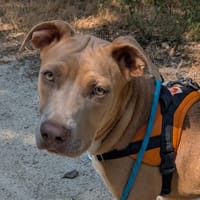 luna, chienne à adopter