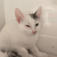 WHITE, chatte à adopter