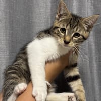 SANKA, chat à adopter