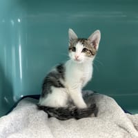 Fripouille, chatte à adopter