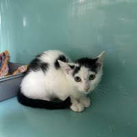 Madame, chatte à adopter