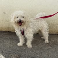 PITCHOU VAA, chien à adopter