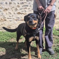 PRINCESSE PETIT COEUR, chienne à adopter