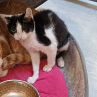 PERSEIDES, chatte à adopter