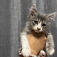 ZUMA, chat à adopter