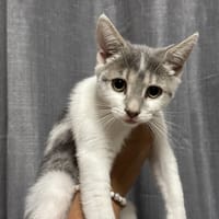 LAYA, chatte à adopter