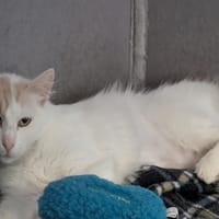 PLUMETTE, chatte à adopter