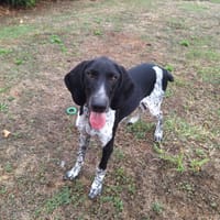 Krusty, chien à adopter