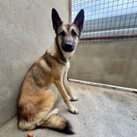 BLAZE, chien à adopter
