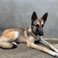 BLAZE, chien à adopter