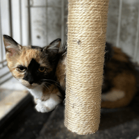 BELUGA, chatte à adopter