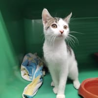 PERCEVAL PAB29178, chat à adopter