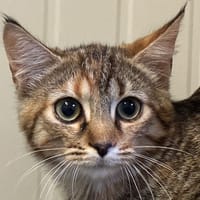 RADICHIO, chatte à adopter