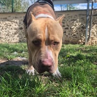 CHUCKY, chien à adopter