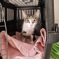 AGATHA, chatte à adopter