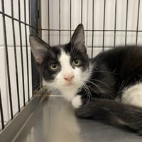 YODA, chat à adopter