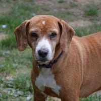 PEGO CHAO, chien à adopter
