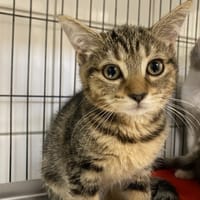 SIERRA, chatte à adopter