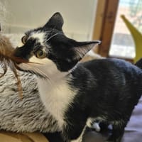 CHAPLIN, chat à adopter