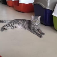 MISSANDEI PAB29047, chatte à adopter
