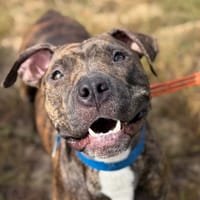 DIANE, chienne à adopter