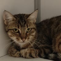 Simone, chatte à adopter