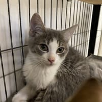 EZRA, chat à adopter