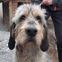 Nala, chienne à adopter