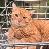 Dandinou CAB6131, chat à adopter