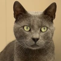 Persée CAB6196, chat à adopter