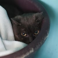 TOULOUSE, chatte à adopter