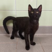Angus, chat à adopter