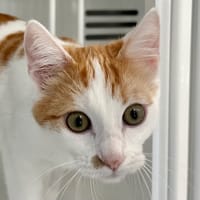 Grinch, chat à adopter