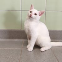 Jamie, chat à adopter