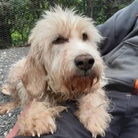 Gata, chienne à adopter