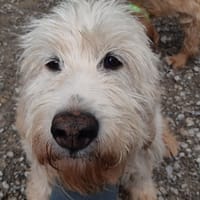 Gata, chienne à adopter