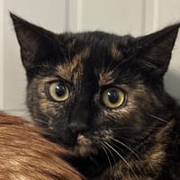 Kale, chatte à adopter
