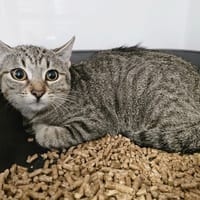 BELLA, chatte à adopter