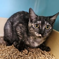 WENDY, chatte à adopter