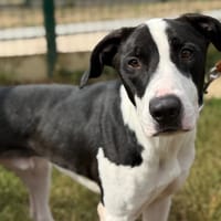 DAIGO, chien à adopter
